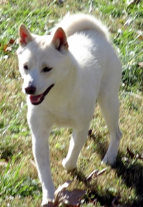 Snowflake, Shiba Inu Mother